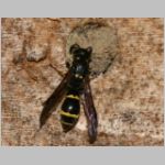 Symmorphus bifasciatus - Lehmwespe 03 beim Nestverschluss.jpg